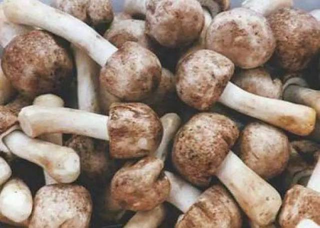 这些都是假松茸,千万别花冤枉钱!