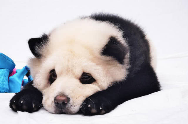 大家看完后,觉得这三只狗染色以后像大熊猫吗?欢迎留言