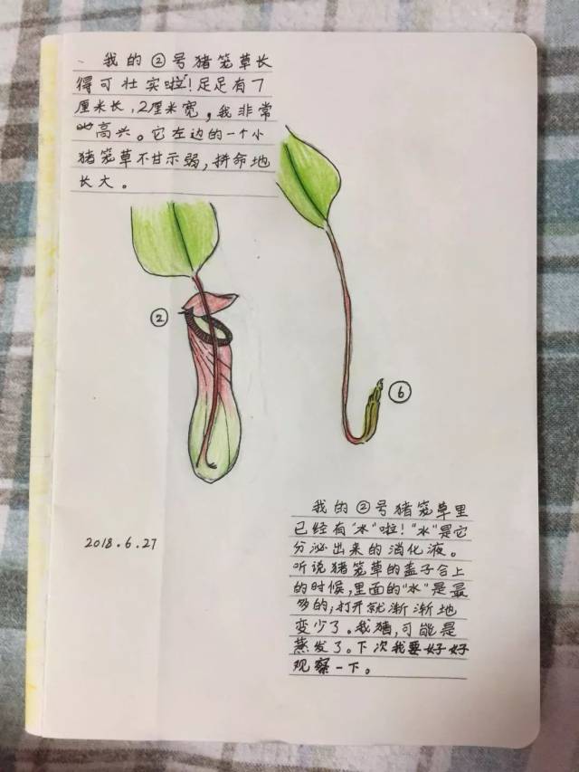 【你好!大自然】第72期:虹小朵的猪笼草驯养记