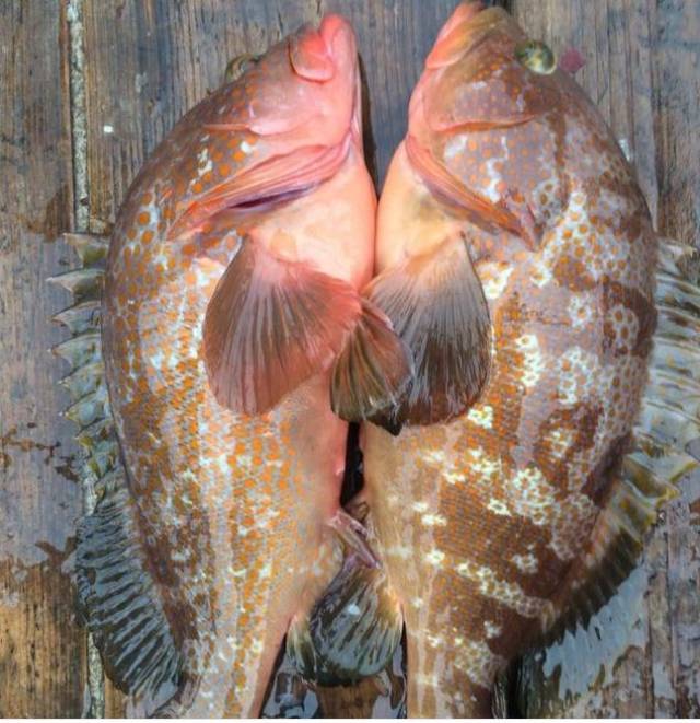 鲑点石斑鱼图片