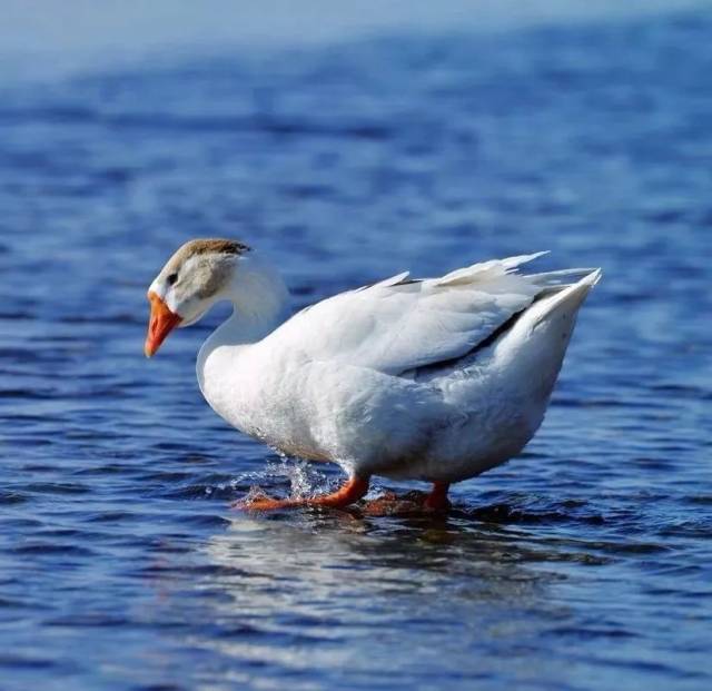 yan不双飞,是"燕"还是"雁"?