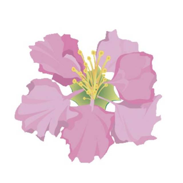 正是香城好风景 紫薇花下又逢君