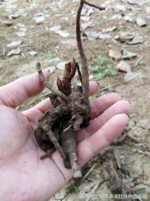 观赏芍药,芍药根的形态特征