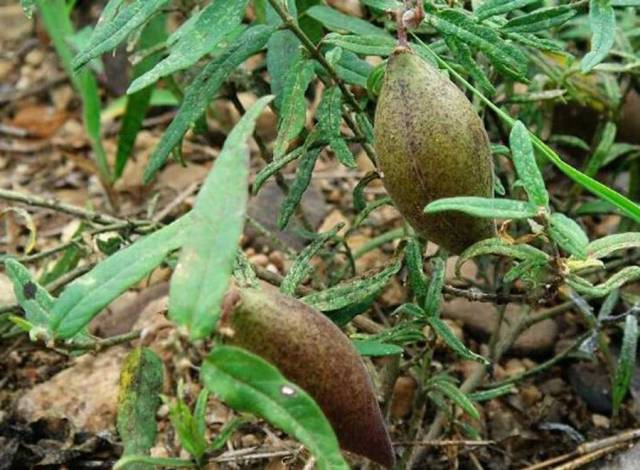 农村很小的野草,果子长得像芒果,果汁犹如"羊奶"一般甜如蜜