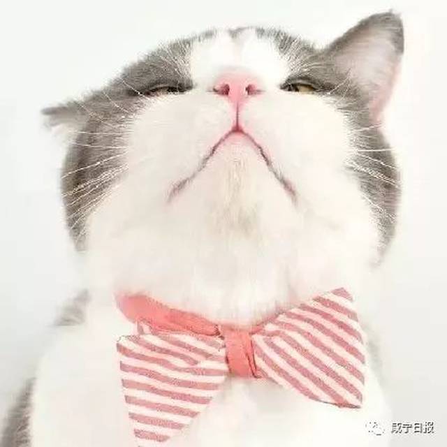 孕妈产检懵圈:无创产检是啥?有没有必要做?