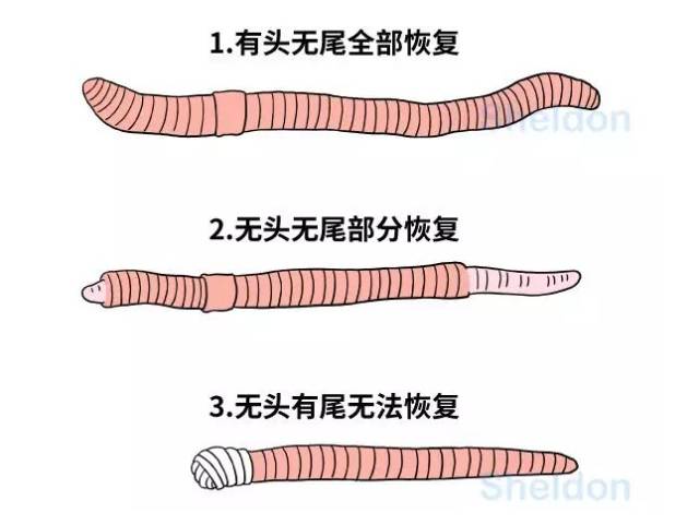 蚯蚓头和尾巴的区分图图片