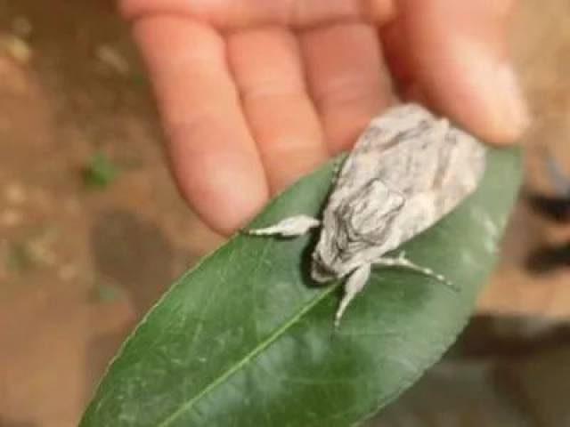 5,苹小食心虫
