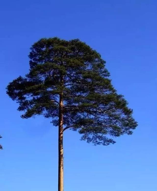 挺拔的松树图片