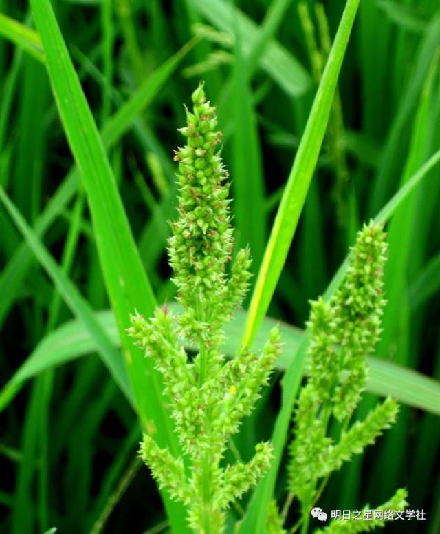 【湖南】刘鉴武《拔"稗子"》指导老师:李轶