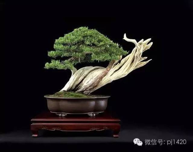 舍利干 · 神枝之美