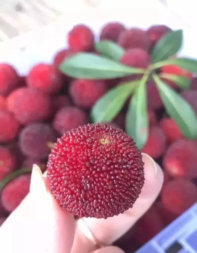 不存在的,常州这些水灵灵的美味拯救了夏天!