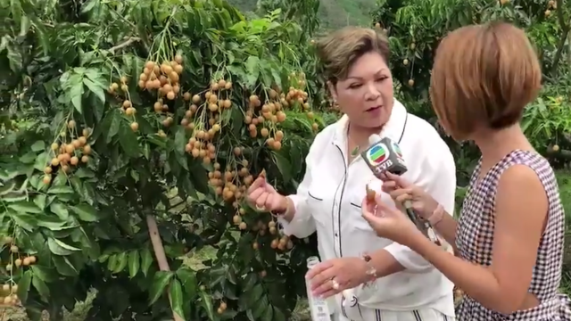 香港明星肥妈带tvb艺人空降黄皮节,大赞郁南无核黄皮好正啊