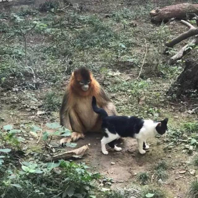 猫猴子图片,老人吓孩子的猫猴,猫猴子长什么样图片(第7页)_大山谷图库