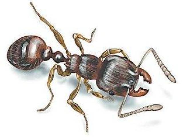 九大动物高手, 兵蚁"大颚", 螳螂虾"双锤", 角蜥"血箭", 蜂鸟"悬停"