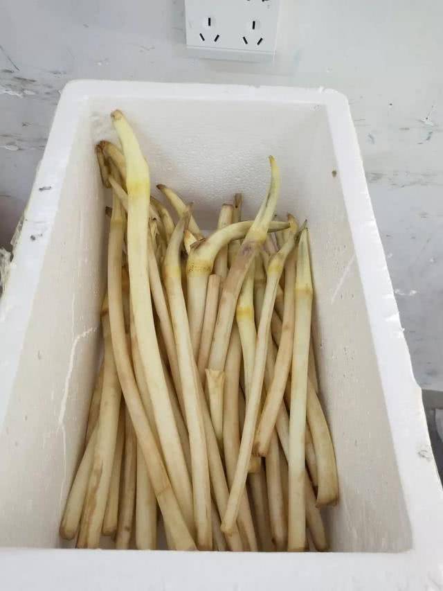 顺着伸出水面的荷叶杆子,向下摸直泥里的根,在连着两根藕苗那一端,粗