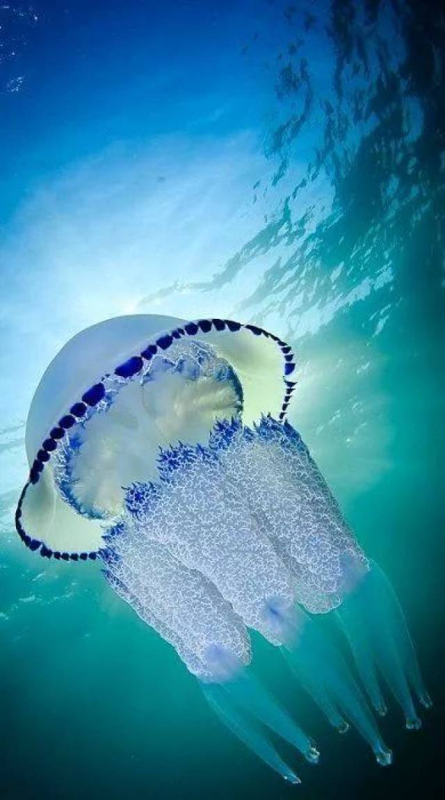 这只水母居然还有点好看,看着挺高级的