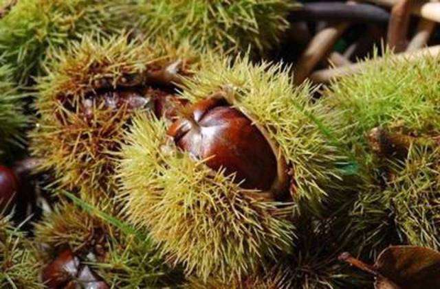 农村80后的人,吃过这三种的野果,已经不多了,不知你吃没吃过