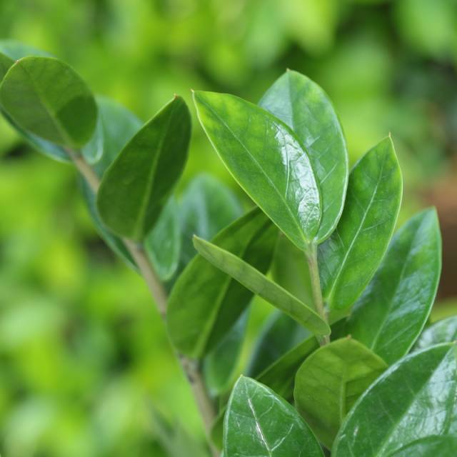 要想生活过得去,家里就得带点绿!这些绿色美观大气镇宅还旺财