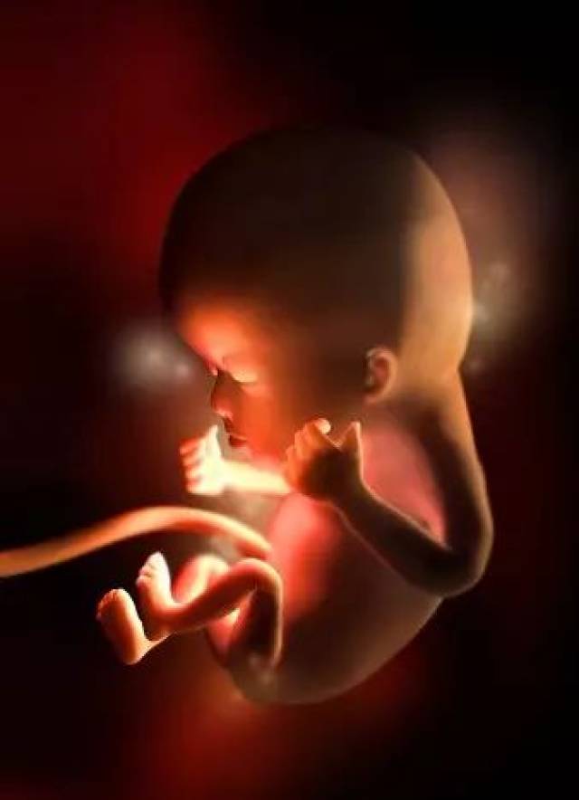 0-40周胎儿在子宫内的样子,快看看你家宝宝现在长啥样