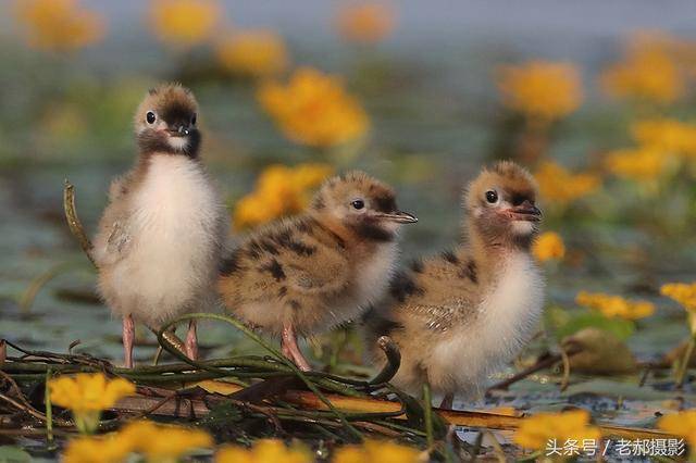 新出生的小鸟完全靠父母的辛苦哺育才能长大独立生活