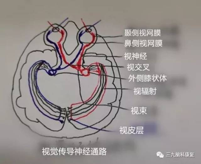 视觉传导通路示意图图片