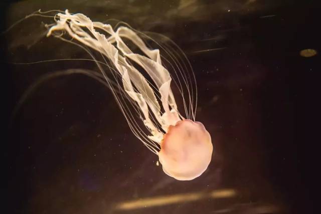 梦幻水母展空降西海岸,万只海洋精灵漂洋过海来看你!