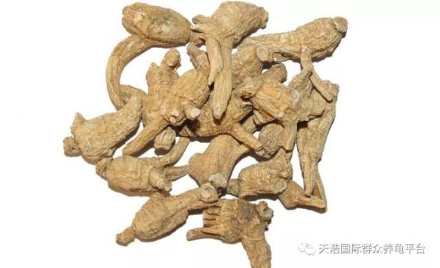 中华美食终极版,打开中国龟业对人类养生健康新天堂《收藏限量版》