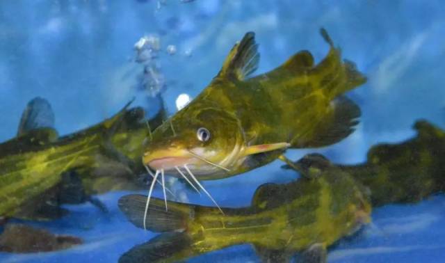 都说黄颡鱼难钓其实是没用对方法