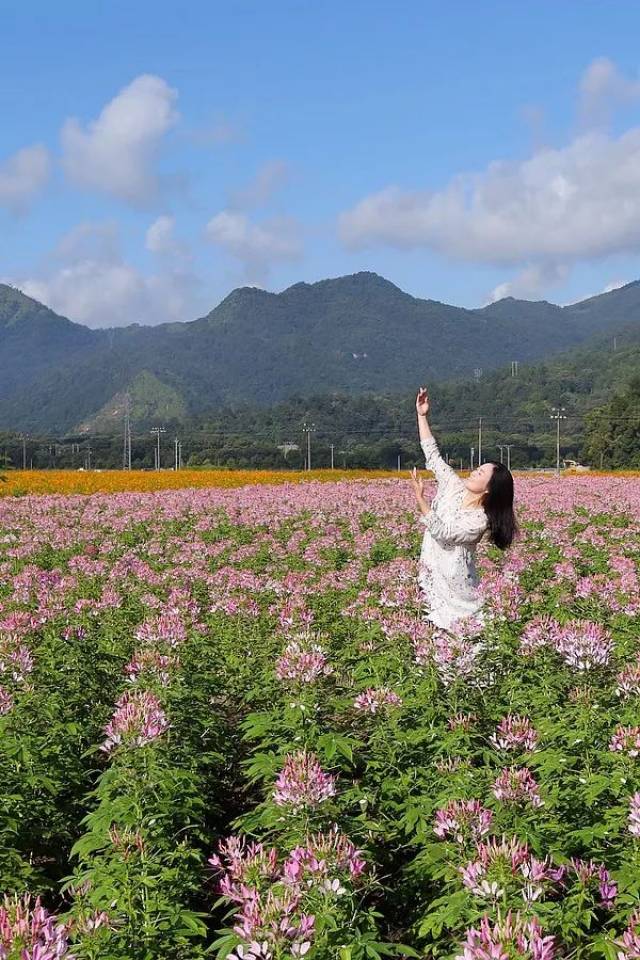 送你一片花海,許你一世溫柔!楠溪江花海盛夏歡迎你!