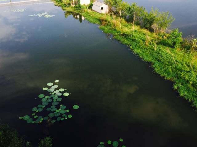 遇见.夏の荷塘:一塘碧色,万般柔情