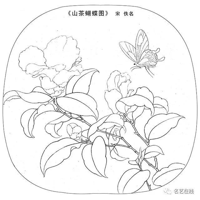 山茶蝴蝶图线稿图片