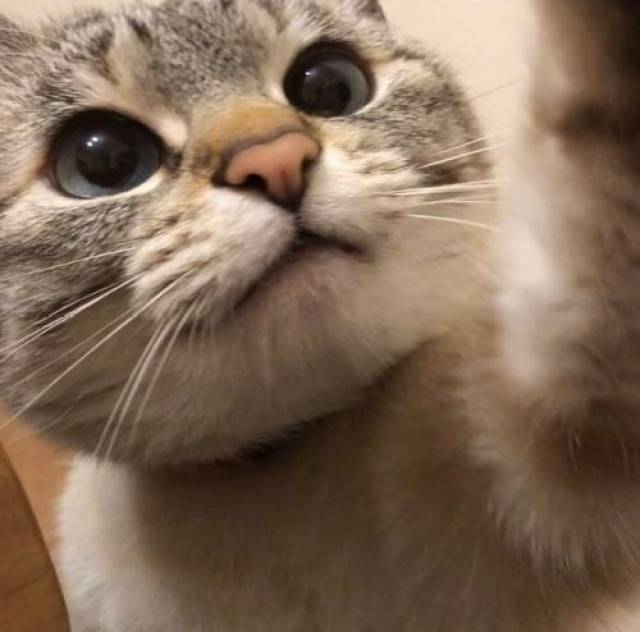 开眼界了!第一次听到猫咪打哈欠的声音