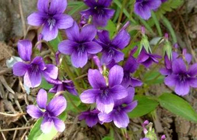 农村这种野草有保肝利胆功效,如今广泛应用园林绿化,你有见过吗