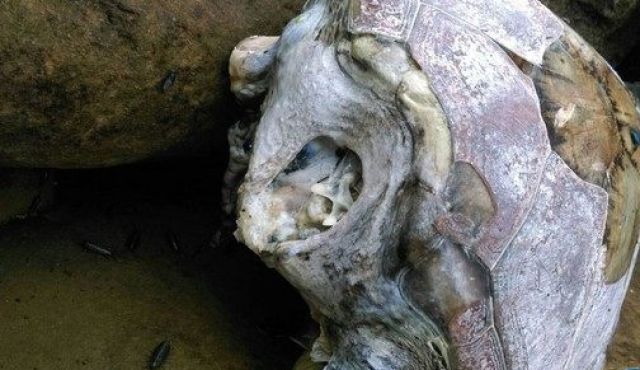 男子在沙滩上发现乌龟一动不动,走进查明真相心碎了!