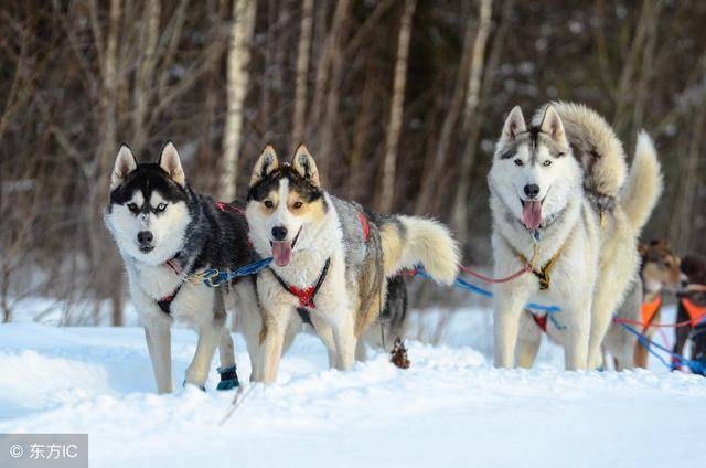 西伯利亞雪橇犬的5位遠方親戚你知道幾個