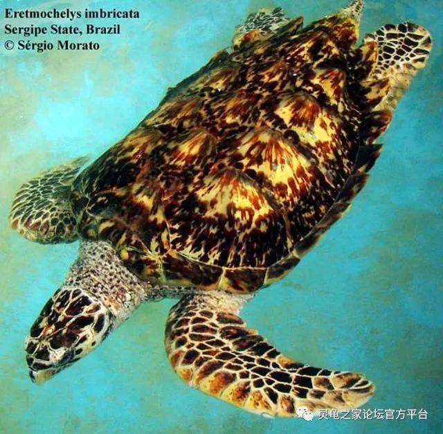 sea turtle/hawksbill turtle学名:eretmochelys imbricata别称:十三