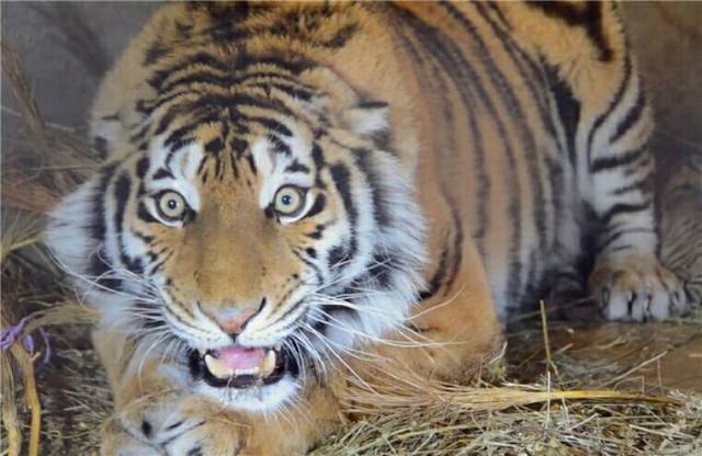 人们很难分辨出老虎的性别(从正面看),母老虎甚至更为凶猛,尤其是在