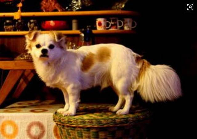 猫和狗真的能看到人类看不到的东西吗?网友:你