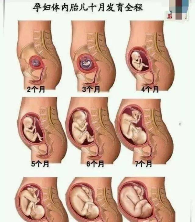 1—40周胎儿发育图图片