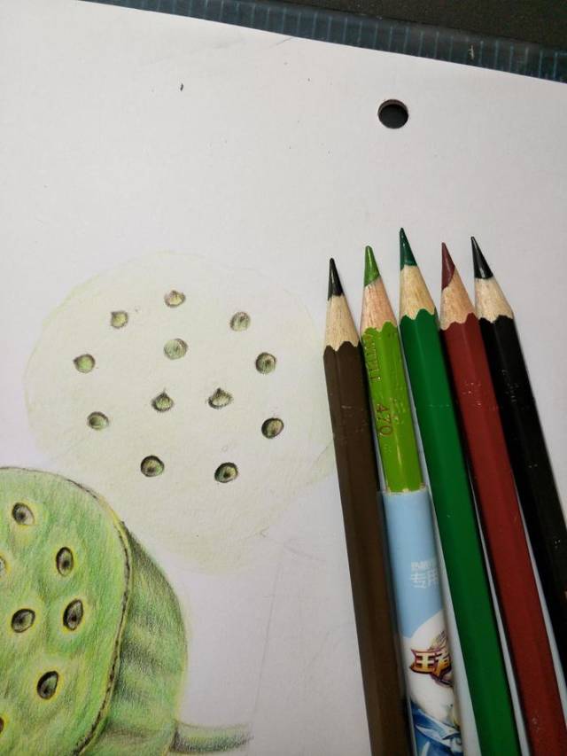 零基础学彩铅第十四课:莲蓬彩铅手绘过程分享