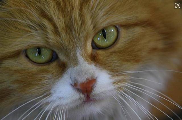 猫和狗真的能看到人类看不到的东西吗?网友:你