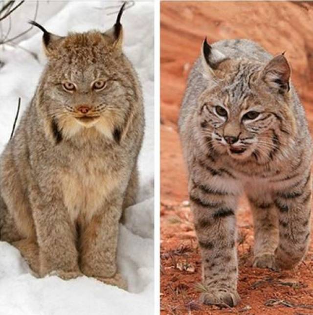这两种猫科动物很难分辨,有人却想出了一个最简单的方法:看眼神