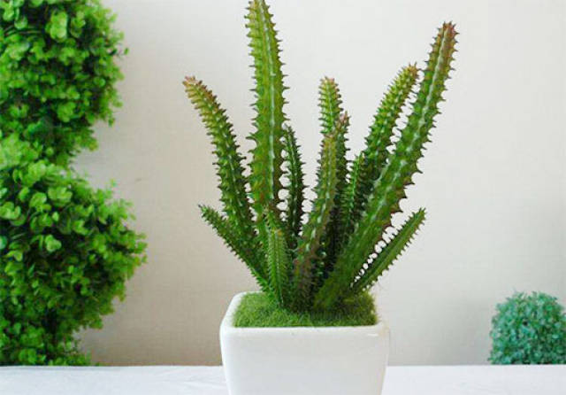 家庭养殖仙人柱的方法及注意事项,这样做保证能爆盆!