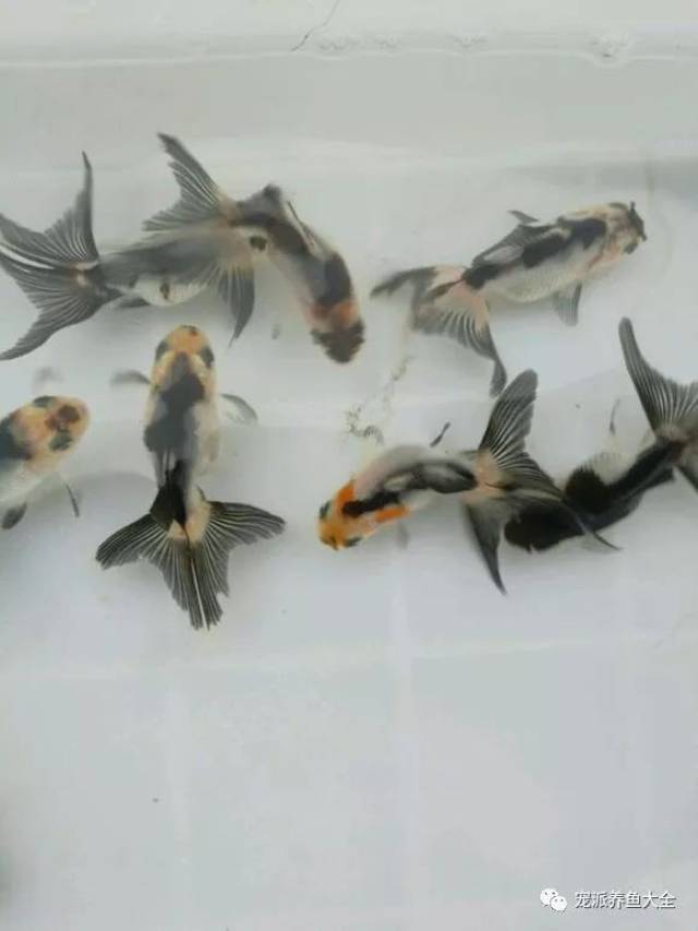 这群当岁的三色凤高水泡金鱼,怎么长得这么可爱哟!