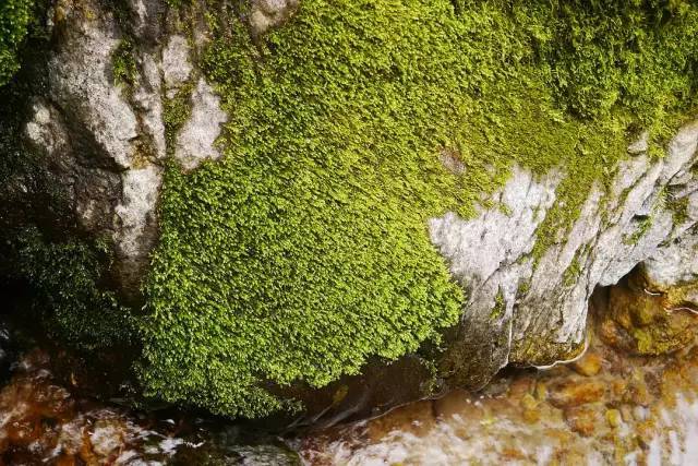 青藓,绿之诗意
