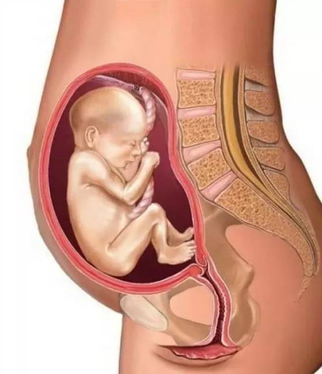 胎儿1