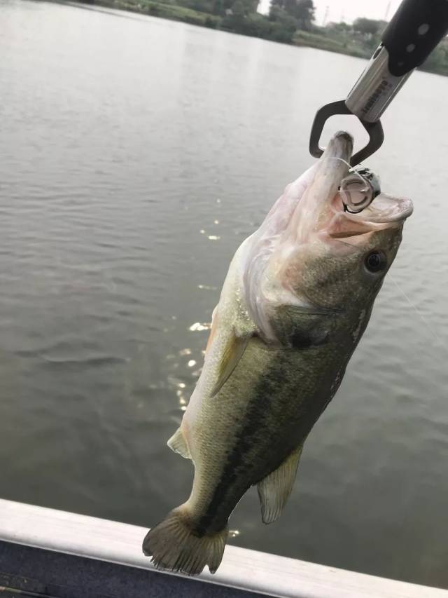 这几条老钓鱼人的作钓心得让你不会乐极生悲!(上)