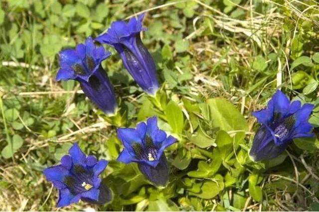 本区域主要药用植物分布:人参,关龙胆,刺五加,知母,平贝母,北五味子