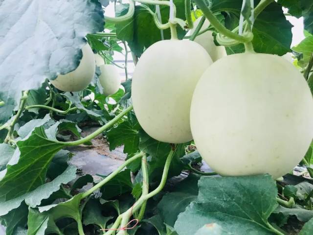 这只瓜得有多甜?