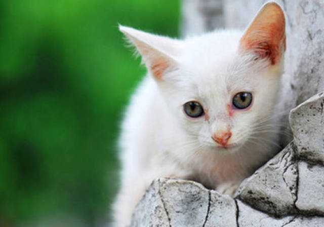 蛋黄橄榄油化猫毛,猫吃蛋黄和橄榄油拉毛